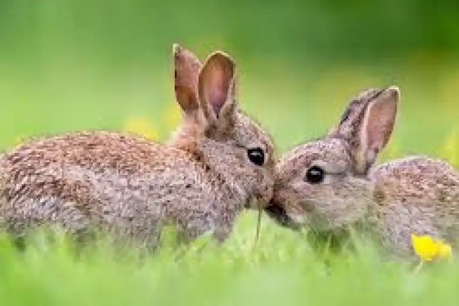 Ludovica Squirru: “el año del conejo es para procrear nuevas ideas”