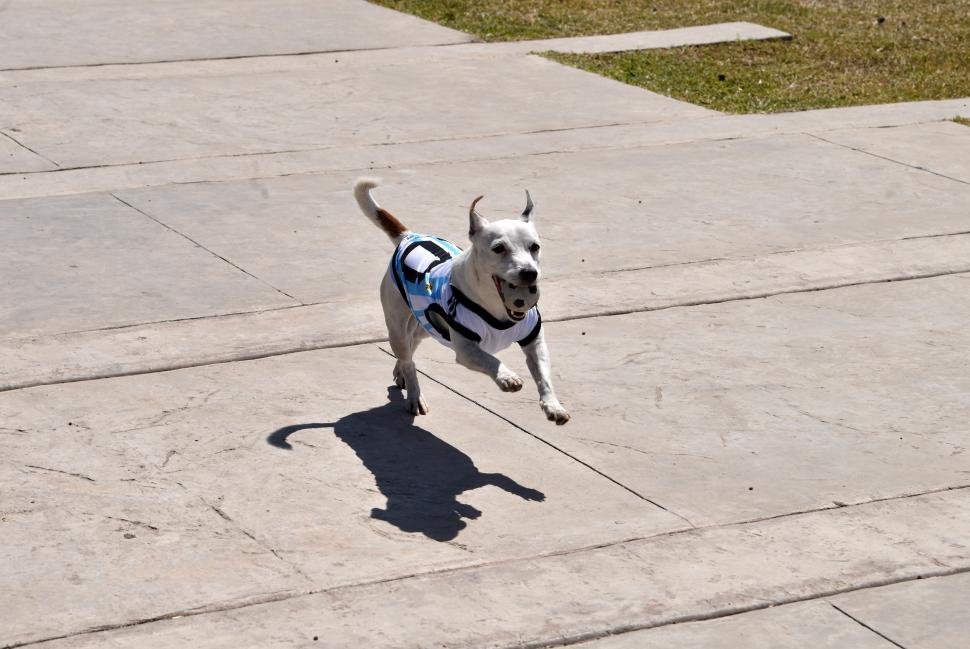 Trompatrompita, la perra tucumana que hace reír al mundo