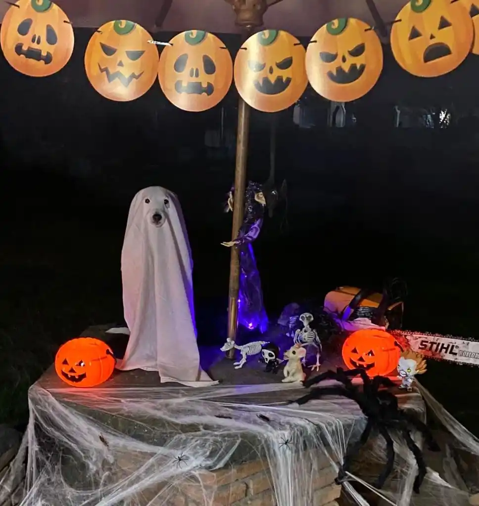 Trompatrompita, la perra tucumana que hace reír al mundo