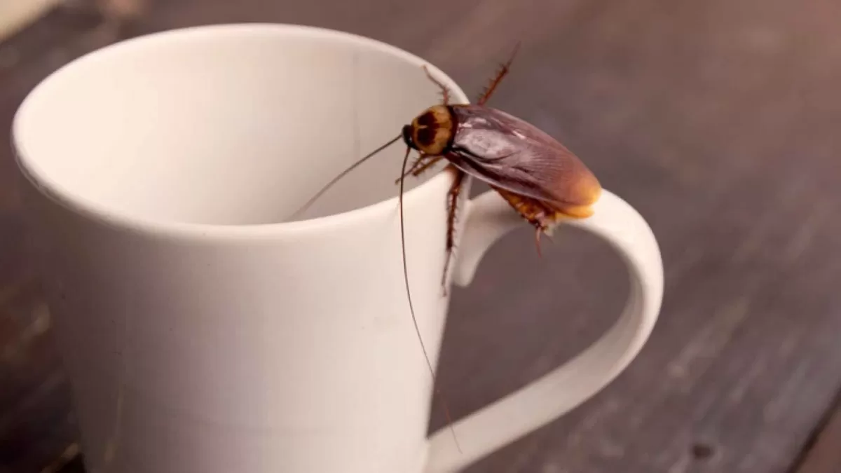 Cucarachas: qué tenés que hacer para que no invadan tu casa