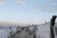 Por la helada tardía declararán los Valles Calchaquíes como zona de desastre