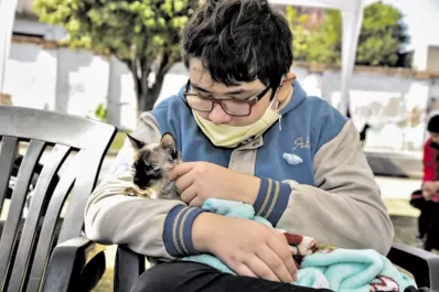 Castración de mascotas: el quirófano móvil se instalará en Villa Amalia