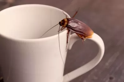 Cucarachas: qué tenés que hacer para que no invadan tu casa