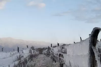 Por la helada tardía declararán los Valles Calchaquíes como zona de desastre