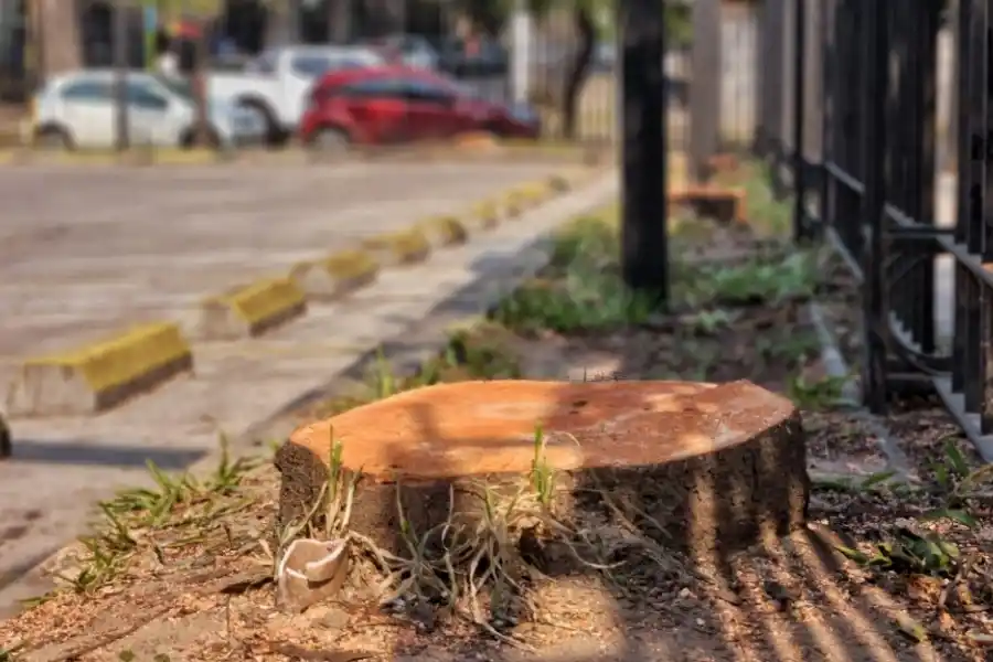 AL RAS. Autoridades de la Legislatura quitaron 12 árboles para cubrir la playa de estacionamiento.