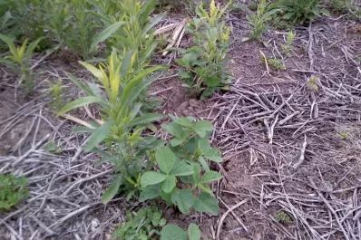 Aconsejan que se asuma una actitud defensiva en la siembra