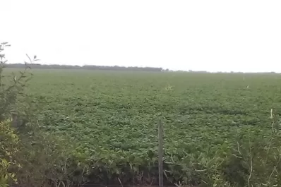 Recomiendan realizar labores culturales que ayuden a mejorar la “economía de agua”