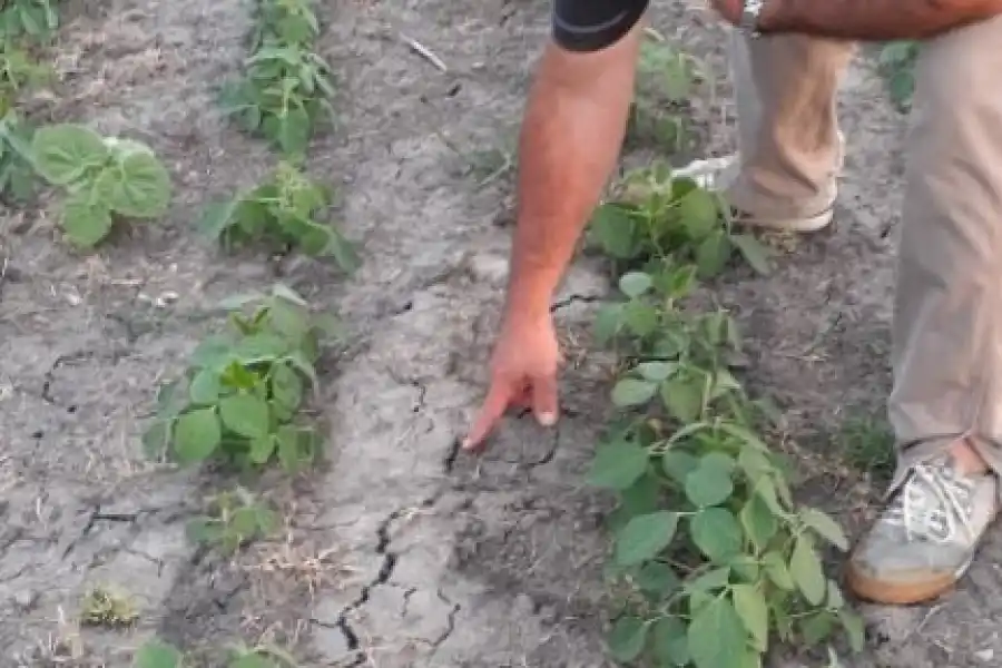 CULTIVOS EN PELIGRO. La tierra seca afecta a las producciones.
