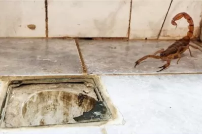 Especialista tucumana explica cómo lidiar con los alacranes