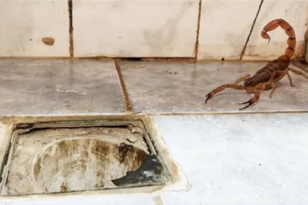 Especialista tucumana explica cómo lidiar con los alacranes