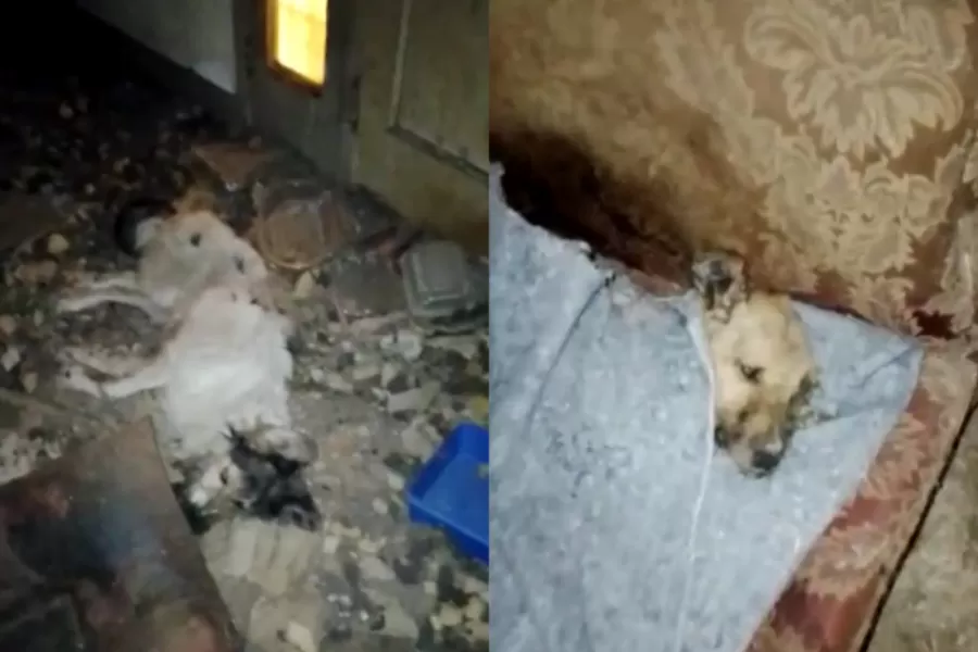 Horror en Aguilares: allanaron el domicilio de una supuesta rescatista y encontraron más de 15 animales muertos y en mal estado