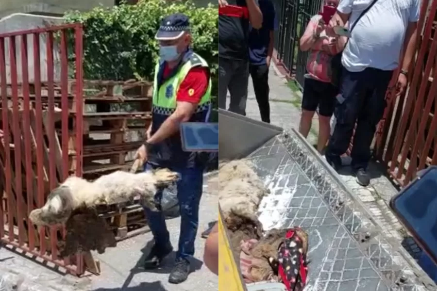 Horror en Aguilares: allanaron el domicilio de una supuesta rescatista y encontraron más de 15 animales muertos y en mal estado