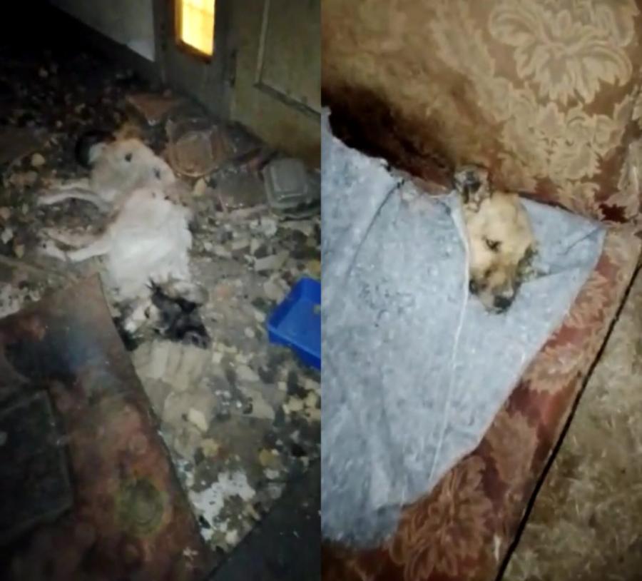 Horror en Aguilares: allanaron el domicilio de una supuesta rescatista y encontraron más de 15 animales muertos y en mal estado