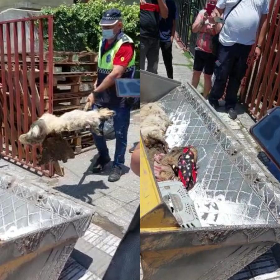 Horror en Aguilares: allanaron el domicilio de una supuesta rescatista y encontraron más de 15 animales muertos y en mal estado
