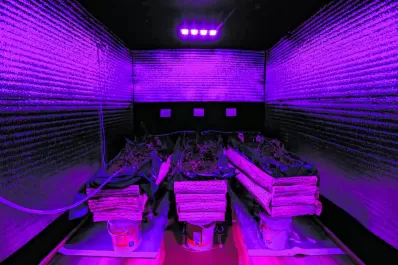 Que se abran las flores