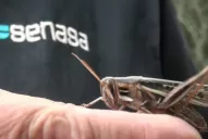 Aun sin verlas, las langostas generan inquietud