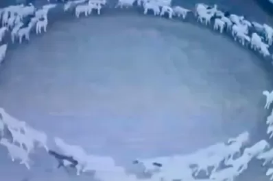 Video: ovejas empezaron a caminar en círculo desde hace 14 días
