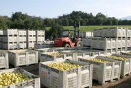 La citrícola San Miguel lanzó bonos para solventar capital de trabajo y refinanciar pasivos