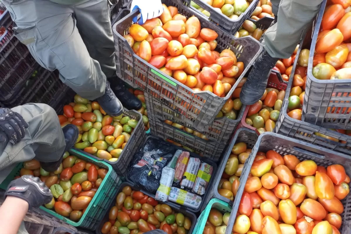 Trancas: intentaron disimular 100 kilos de hojas de coca en un cargamento de tomates