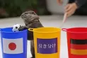 Mundial de Qatar 2022: como el pulpo Paul, la nutria Taiyo predijo el triunfo de Japón contra Alemania
