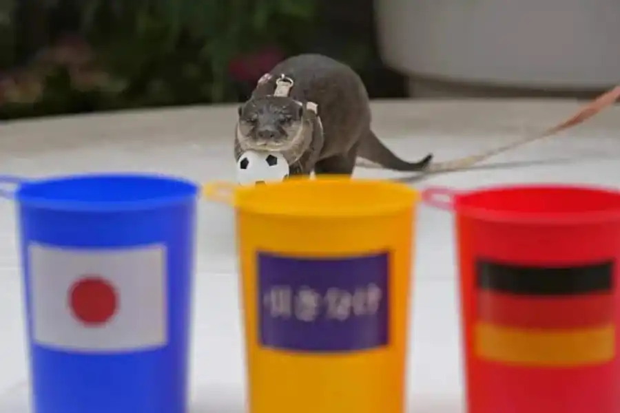 Mundial de Qatar 2022: como el pulpo Paul, la nutria Taiyo predijo el triunfo de Japón contra Alemania