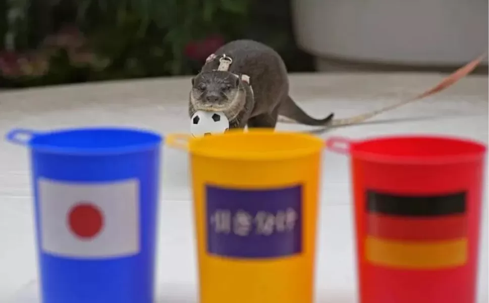 Mundial de Qatar 2022: como el pulpo Paul, la nutria Taiyo predijo el triunfo de Japón contra Alemania