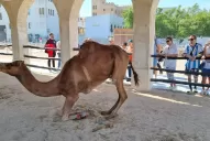 LA GACETA en Qatar: de Tucumán a Doha, nuestras llamas y sus primos los camellos