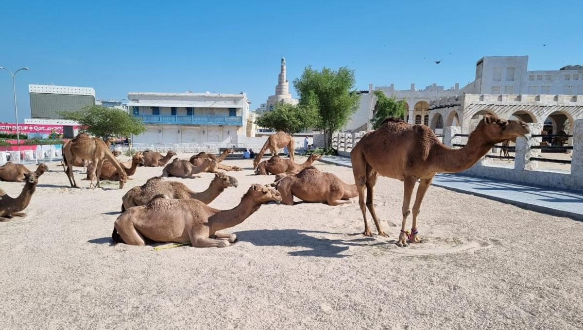 LA GACETA en Qatar: de Tucumán a Doha, nuestras llamas y sus primos los camellos