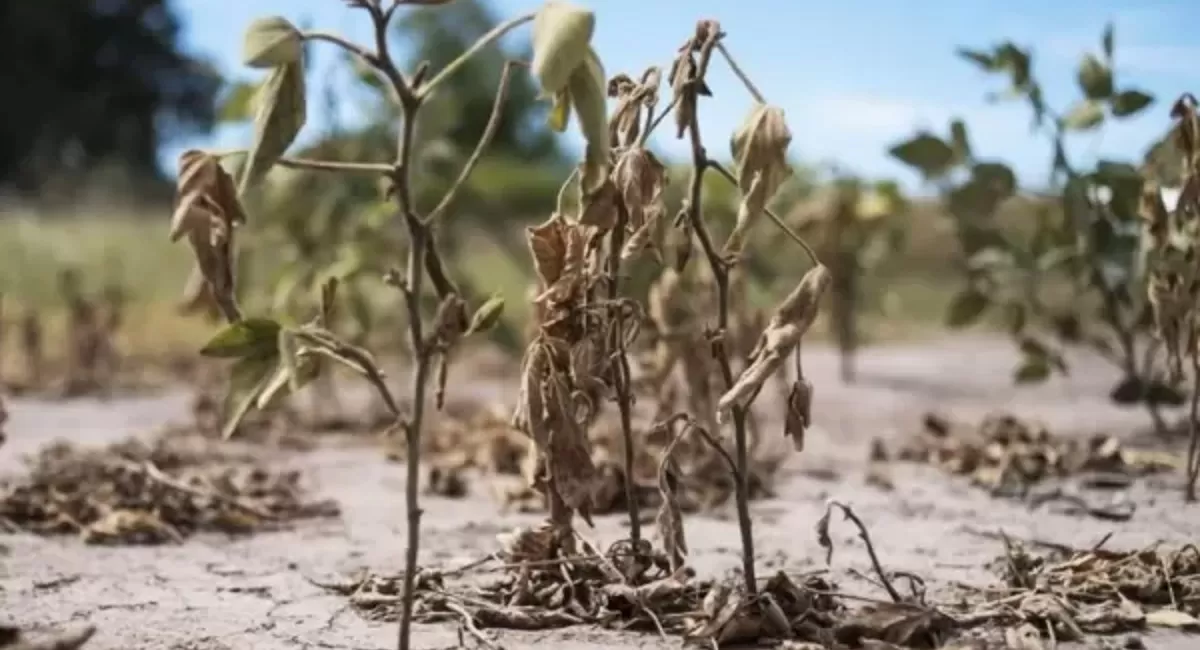 Por la sequía, Santa Fe extendió la emergencia agropecuaria