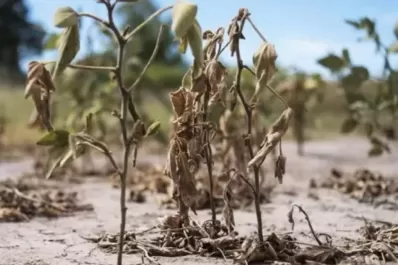 Por la sequía, Santa Fe extendió la emergencia agropecuaria