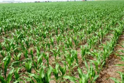 La siembra de maíz y de soja en la Argentina se ubica en torno de unas seis millones de hectáreas