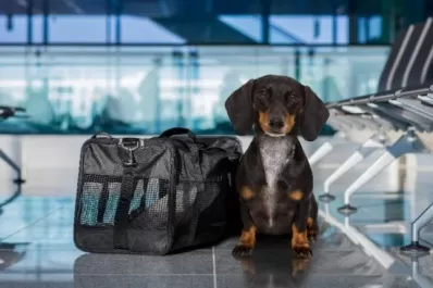 Mascotas requieren un aval específico para viajar al exterior