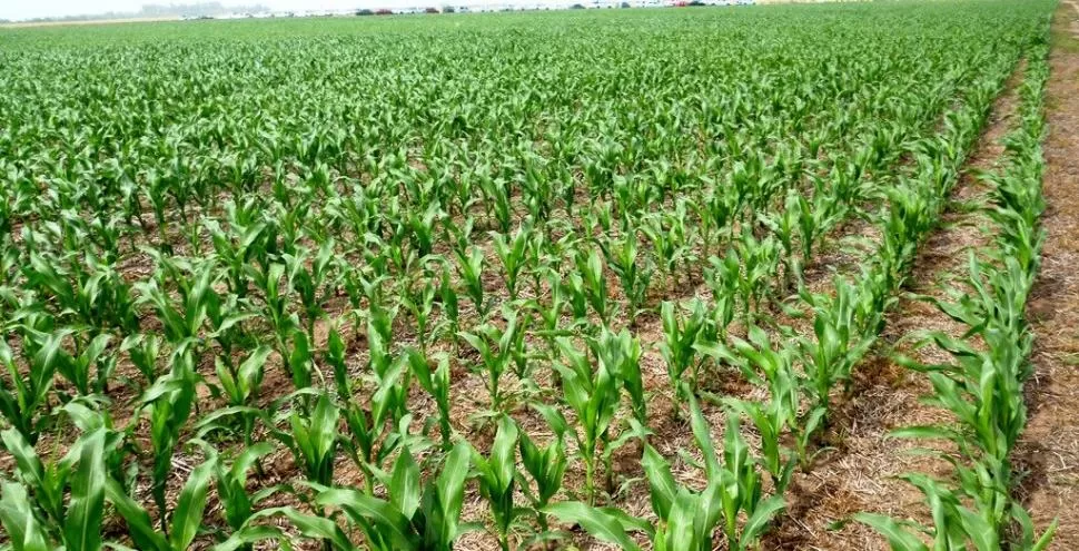 OFICIAL. Se completó la siembra de 3,3 millones de hectáreas de maíz: un 32% del área de intención y la superficie más baja desde la campaña 2015/16.  