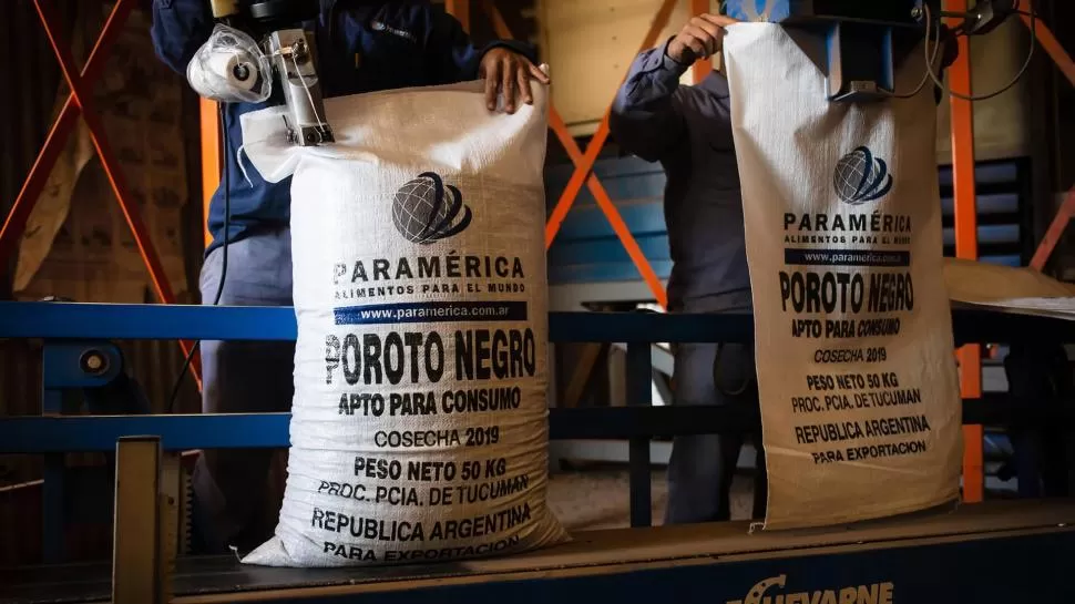 DESTINO. El 95% de las legumbres argentinas va al mercado internacional. paramérica
