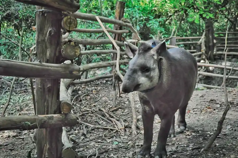 La Reserva de Horco Molle liberó a la tapir Sami