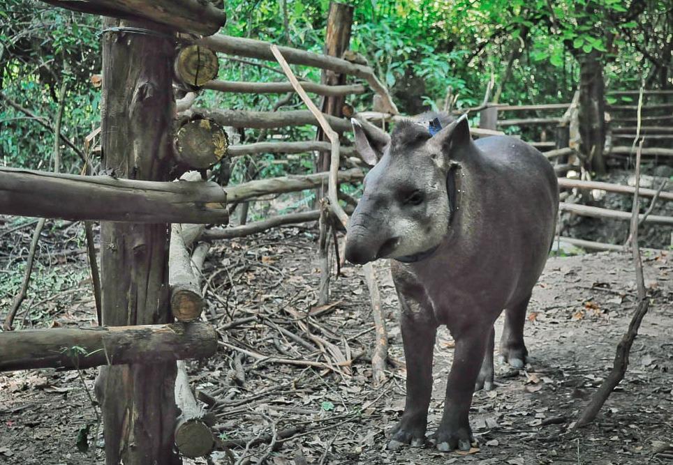 La Reserva de Horco Molle liberó a la tapir Sami