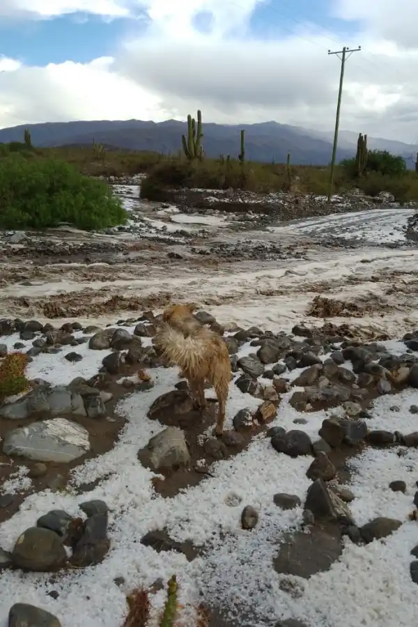 Una tremenda granizada sorprendió a Amaicha del Valle