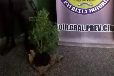 Un caso de violencia doméstica derivó en el secuestro de una planta de marihuana