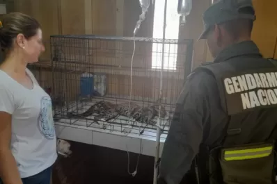 Rescatan un gato montés