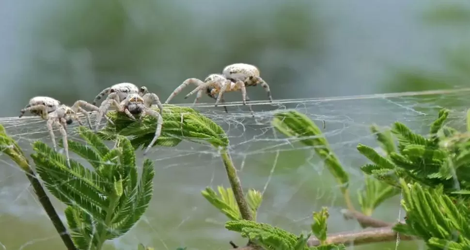 COOPERACIÓN. Las arañas Stegodyphus dumicola crían juntas su prole.  