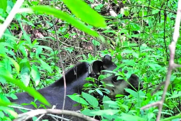 Cómo se monitorea a los tapires, “arquitectos” del ecosistema