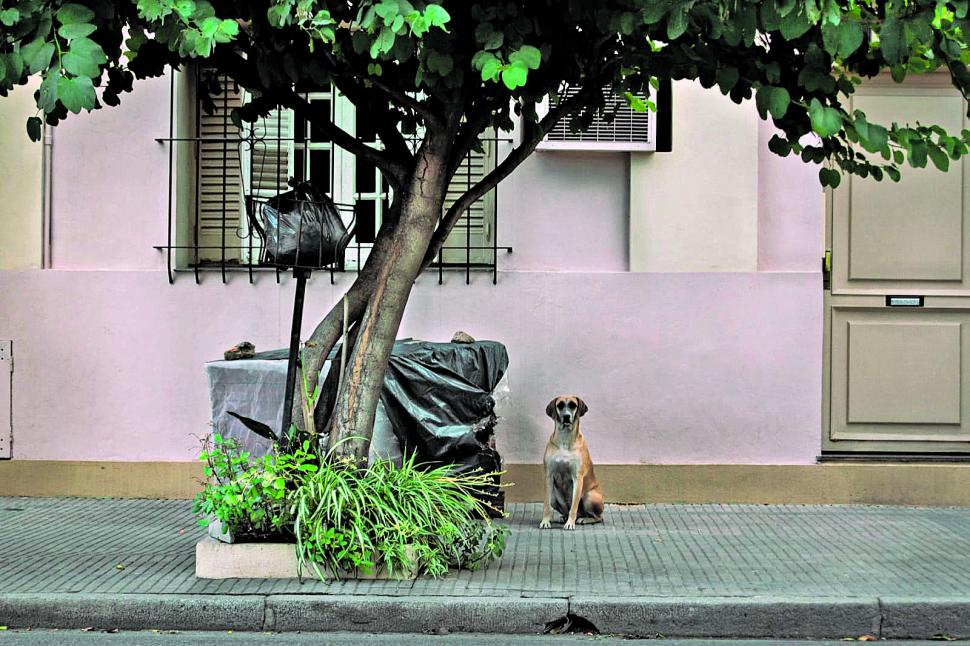 EL DUEÑO DEL LUGAR. Un perro callejero posa firme y atento ante la cámara de Manuel Villagrán.