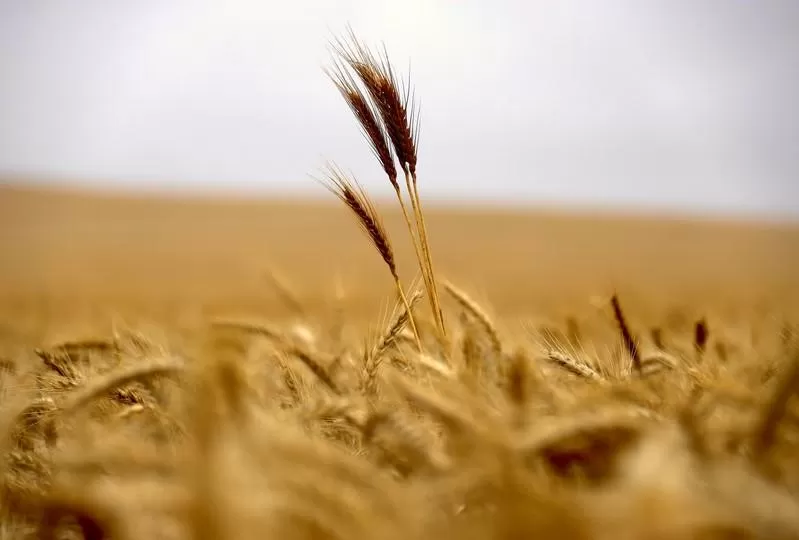 TREMENDO DAÑO. La pérdida en trigo tendría un impacto equivalente al 0,6% del Producto Bruto Interno. 