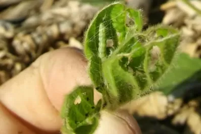 El monitoreo desde etapas tempranas de soja y de maíz es clave para minimizar el impacto de plagas