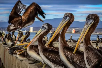 Detectan gripe aviar en Chile