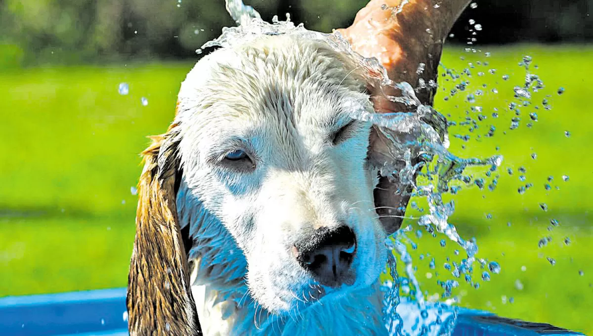 PARA REGULAR EL CALOR. Bañar o mojar a los perros es una estrategia muy útil para bajar la temperatura corporal de esas mascotas y evitar problemas. 
