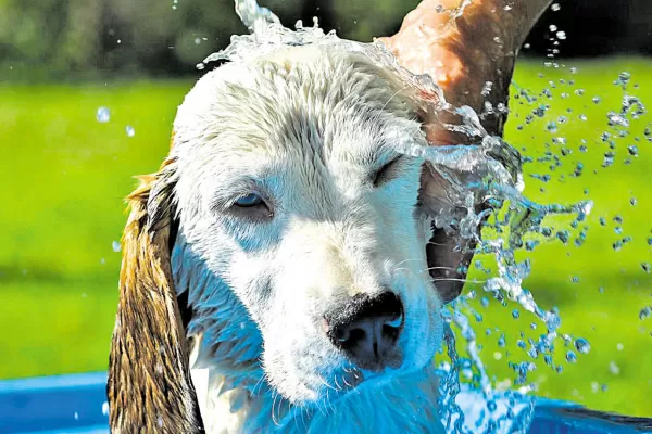 Claves para evitar golpes de calor en mascotas ante las altas temperaturas en Tucumán