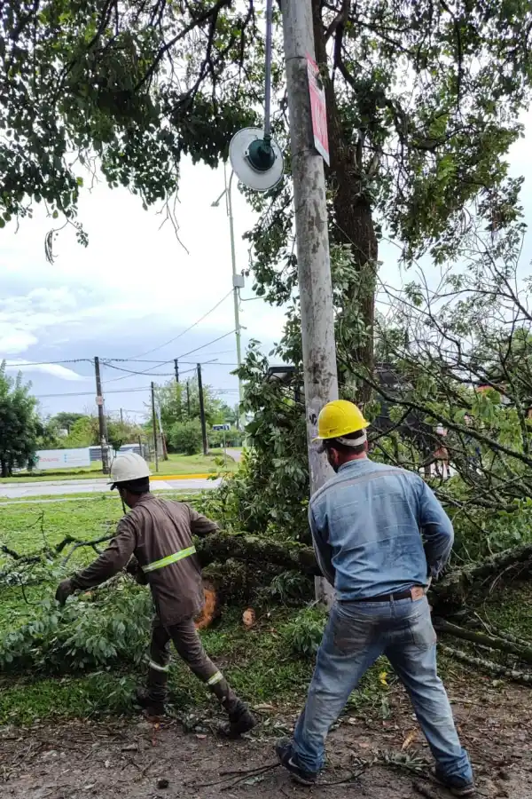 En Yerba Buena cayeron 18 árboles y postes de luz durante la tormenta