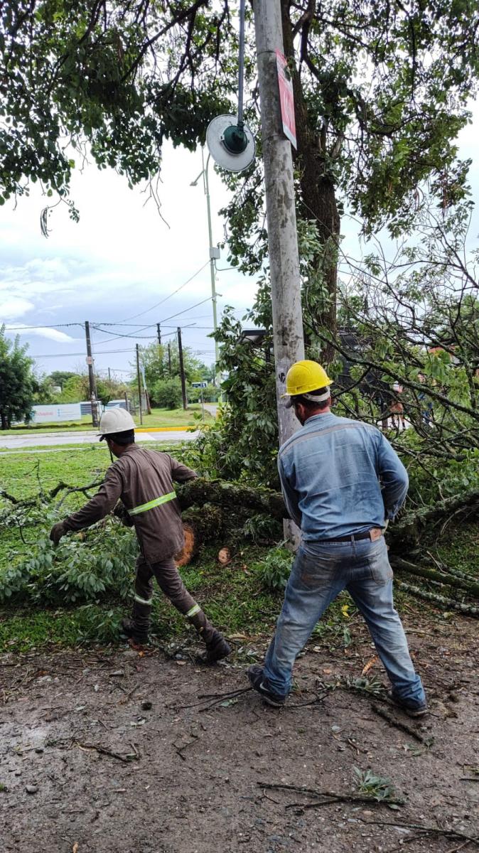 En Yerba Buena cayeron 18 árboles y postes de luz durante la tormenta
