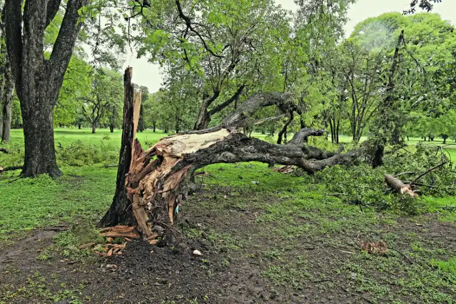 PARTIDOS. En Parque 9 de Julio se cayeron varios ejemplares.